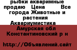 рыбки акваримные продаю › Цена ­ 30 - Все города Животные и растения » Аквариумистика   . Амурская обл.,Константиновский р-н